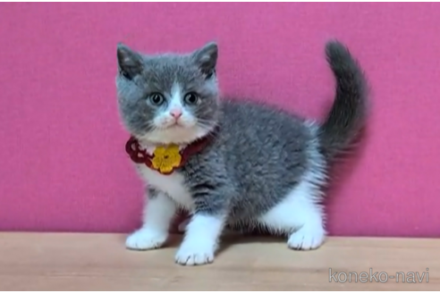 成約済の東京都のブリティッシュショートヘア-100480の3枚目